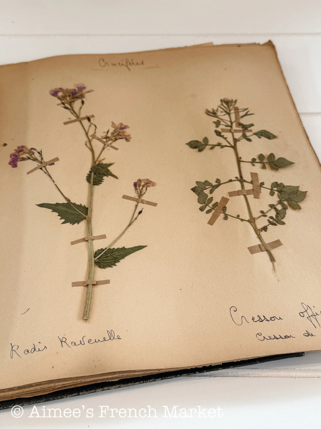 Antique French Herbarium Notebook – Identified Botanical Specimens, Handwritten Plant Study, Asteraceae Collection, 19th Century, 28 pages