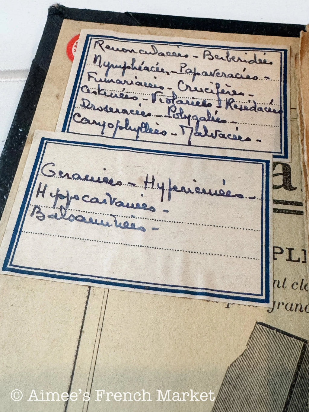 Antique French Herbarium Notebook – Identified Botanical Specimens, Handwritten Plant Study, Asteraceae Collection, 19th Century, 28 pages