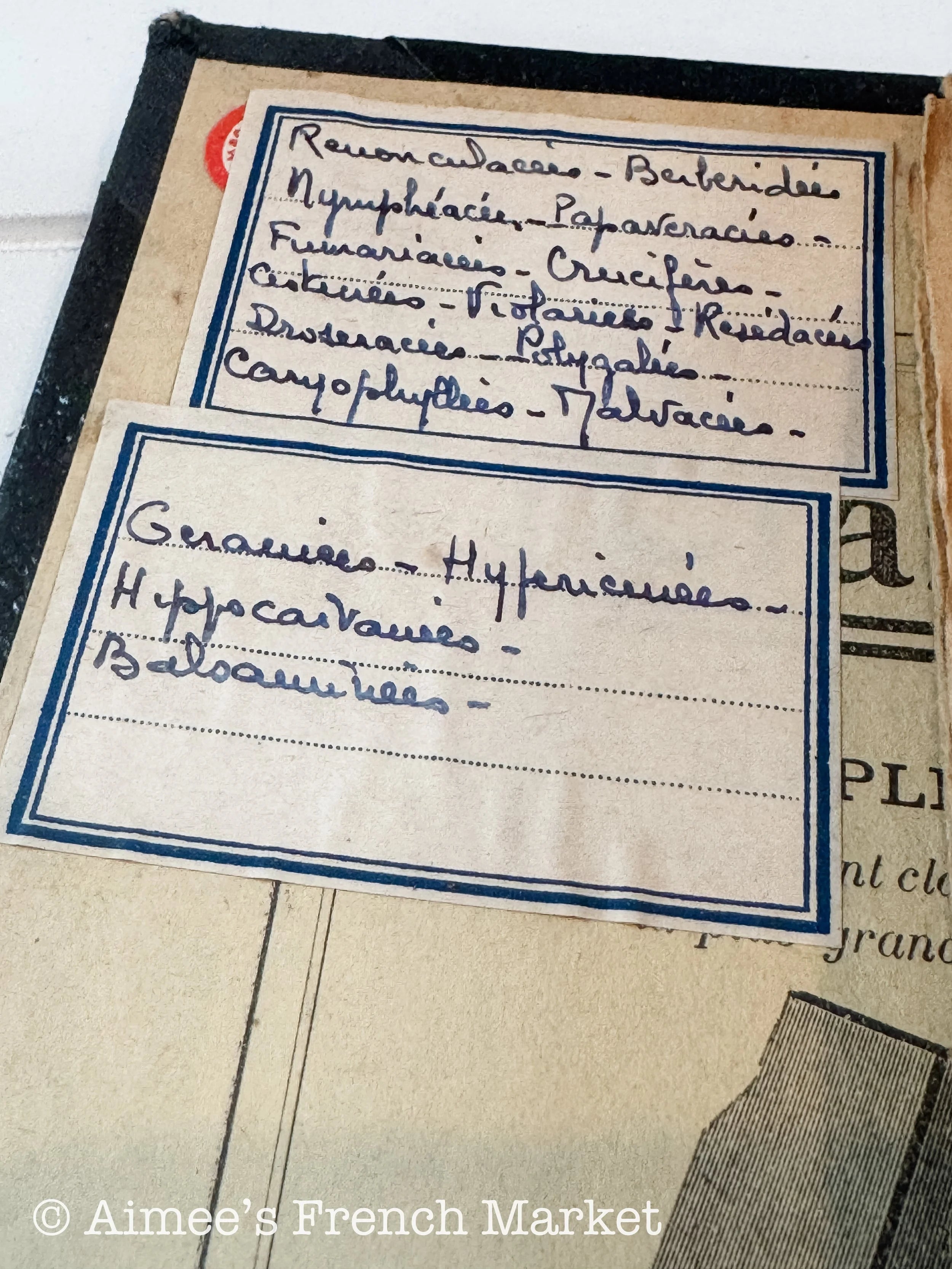 Antique French Herbarium Notebook – Identified Botanical Specimens, Handwritten Plant Study, Asteraceae Collection, 19th Century, 28 pages