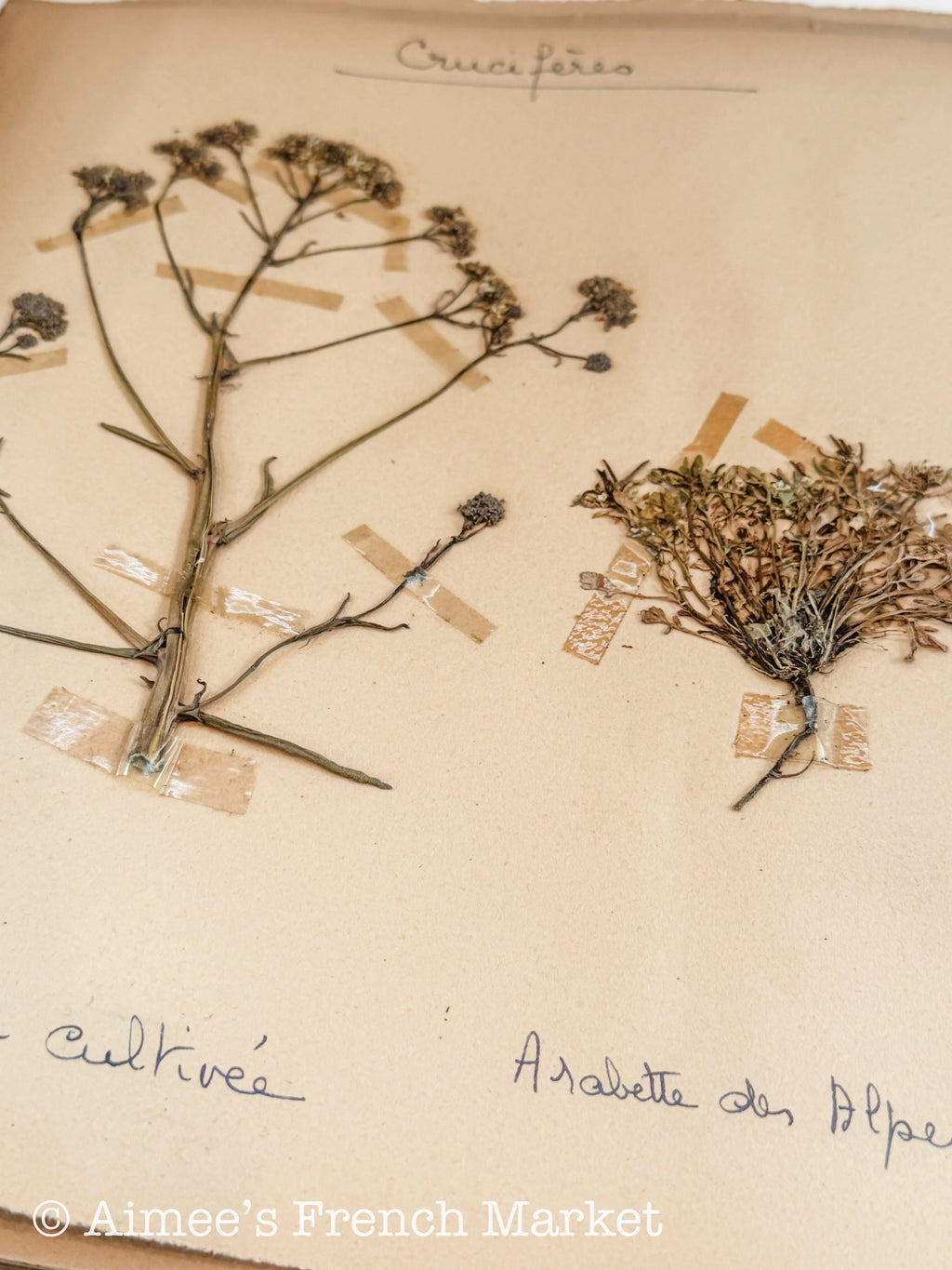 Antique French Herbarium Notebook – Identified Botanical Specimens, Handwritten Plant Study, Asteraceae Collection, 19th Century, 28 pages