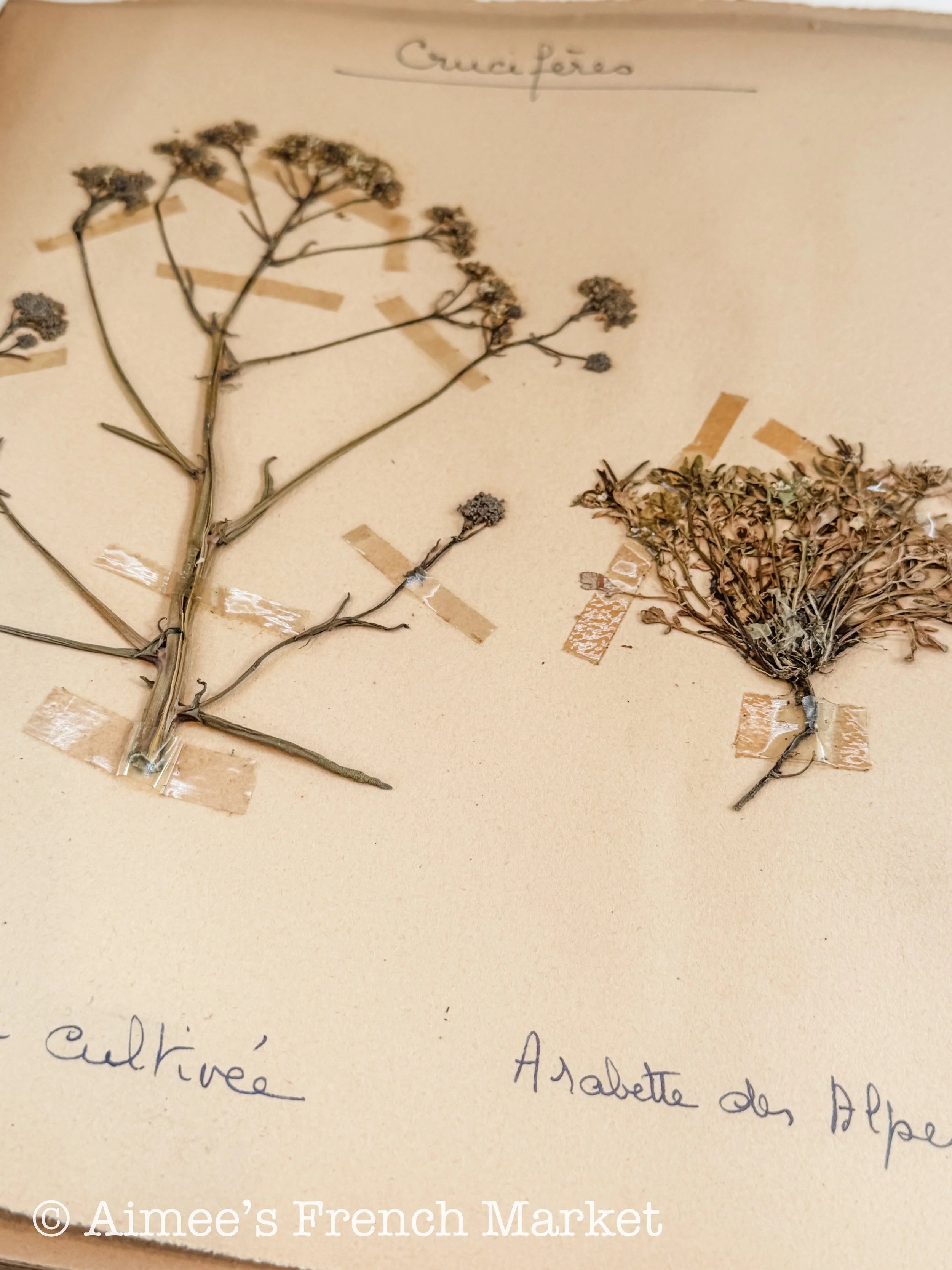 Antique French Herbarium Notebook – Identified Botanical Specimens, Handwritten Plant Study, Asteraceae Collection, 19th Century, 28 pages