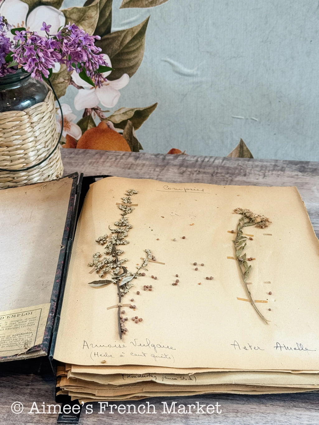 Antique French Herbarium Notebook – Identified Botanical Specimens, Handwritten Plant Study, Asteraceae Collection, 19th Century, 28 pages