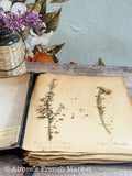 Antique French Herbarium Notebook – Identified Botanical Specimens, Handwritten Plant Study, Asteraceae Collection, 19th Century, 28 pages