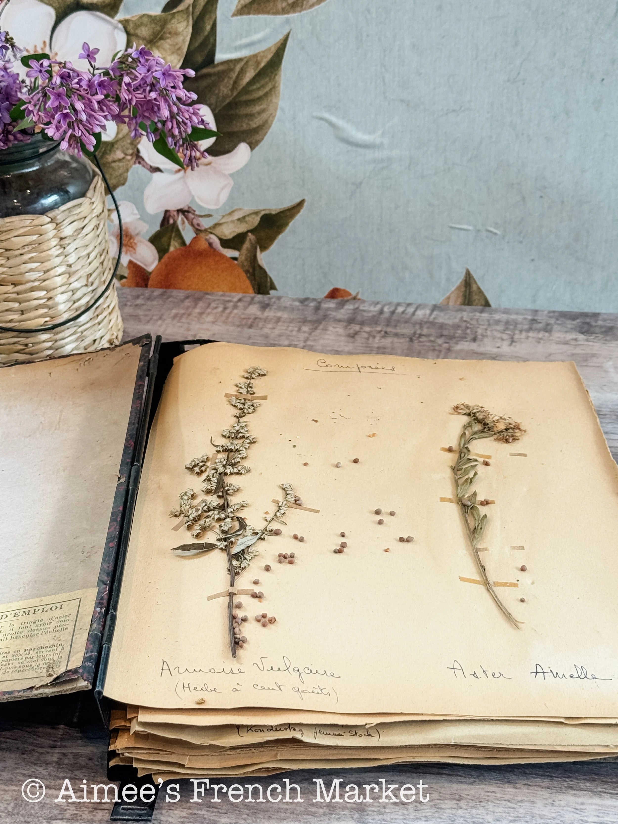 Antique French Herbarium Notebook – Identified Botanical Specimens, Handwritten Plant Study, Asteraceae Collection, 19th Century, 28 pages