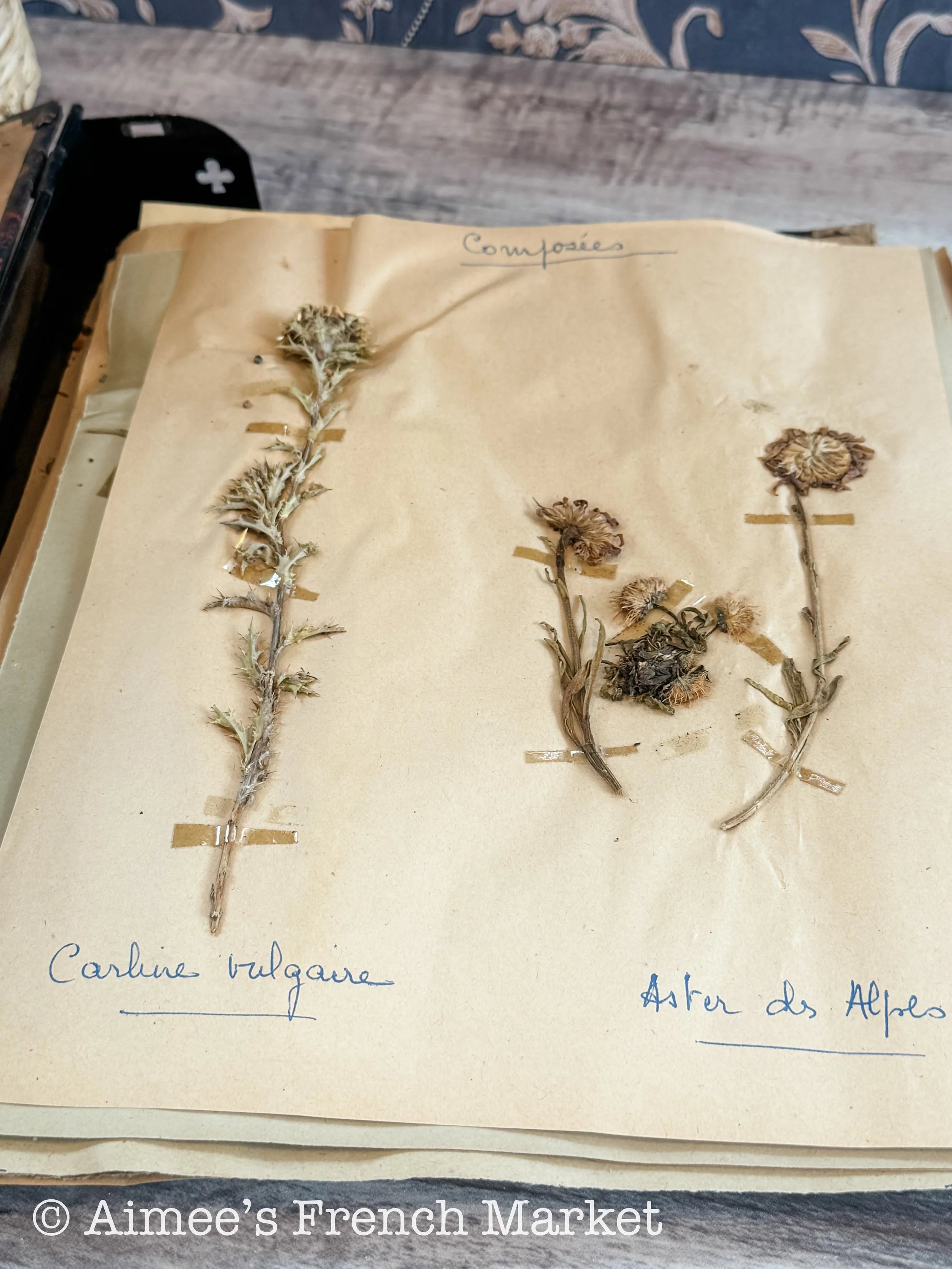 Antique French Herbarium Notebook – Identified Botanical Specimens, Handwritten Plant Study, Asteraceae Collection, 19th Century, 50 pages