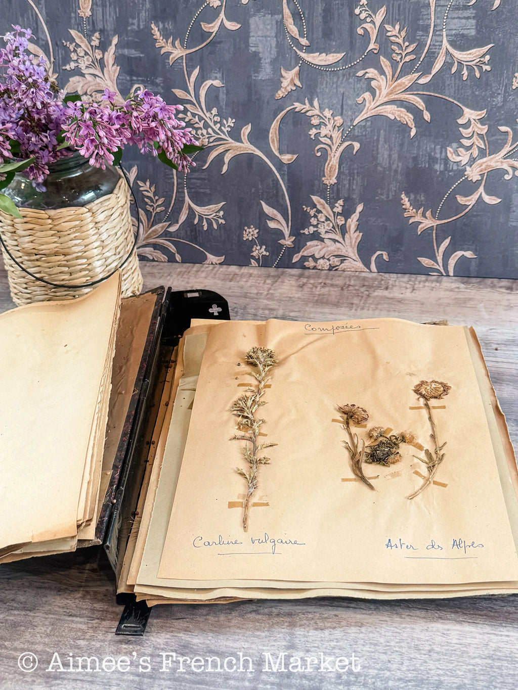 Antique French Herbarium Notebook – Identified Botanical Specimens, Handwritten Plant Study, Asteraceae Collection, 19th Century, 50 pages
