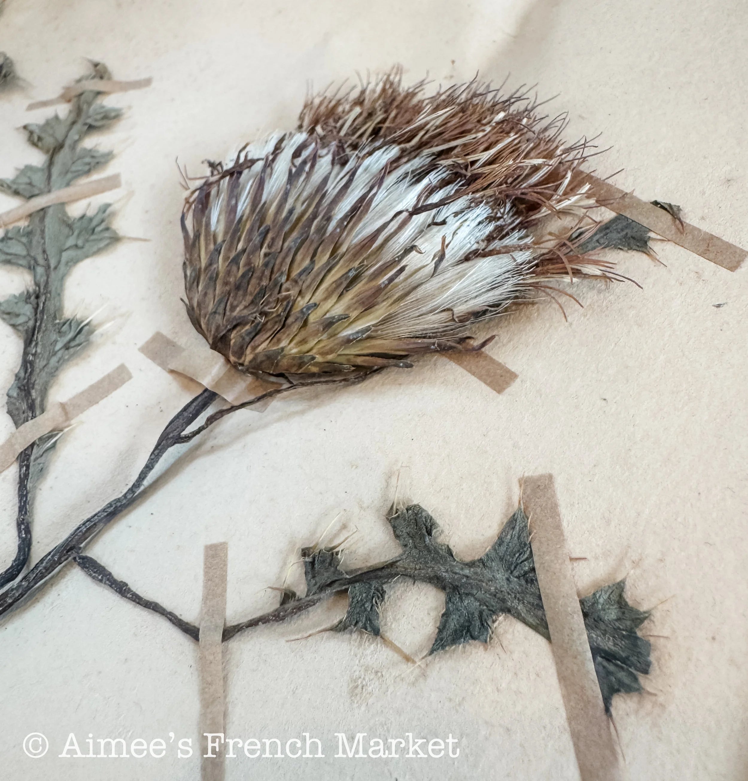 Antique French Herbarium Notebook – Identified Botanical Specimens, Handwritten Plant Study, Asteraceae Collection, 19th Century, 50 pages
