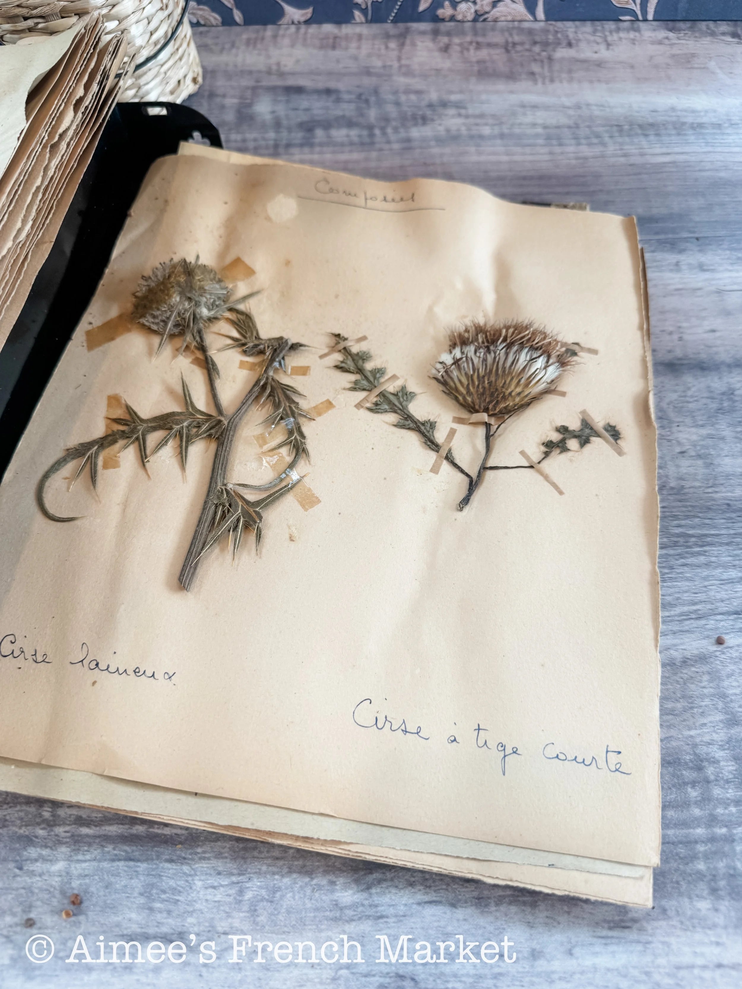 Antique French Herbarium Notebook – Identified Botanical Specimens, Handwritten Plant Study, Asteraceae Collection, 19th Century, 50 pages