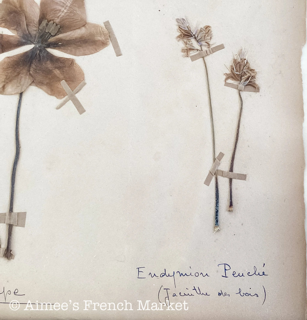 40% off - French Vintage Botanical No. 1