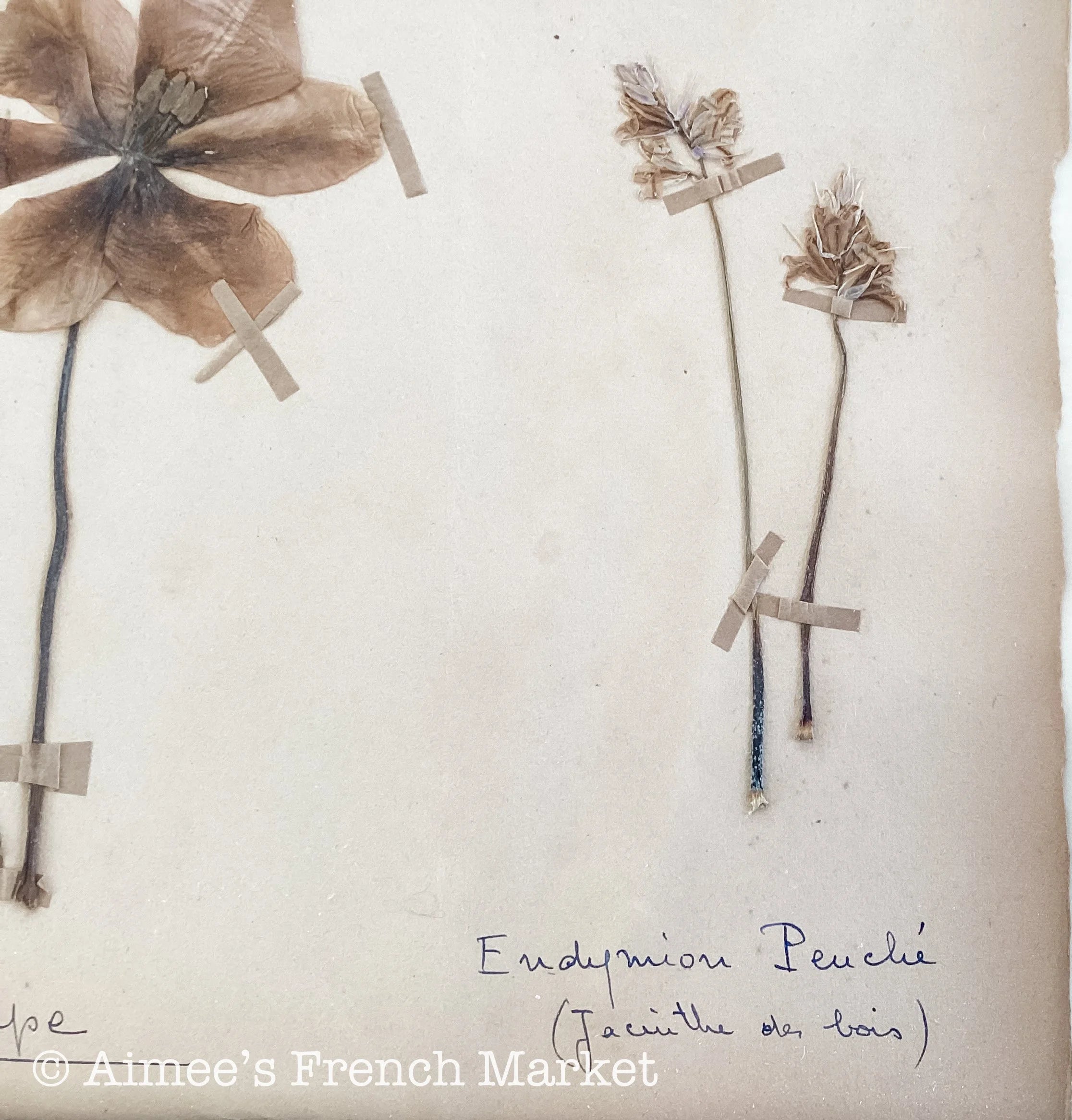 40% off - French Vintage Botanical No. 1