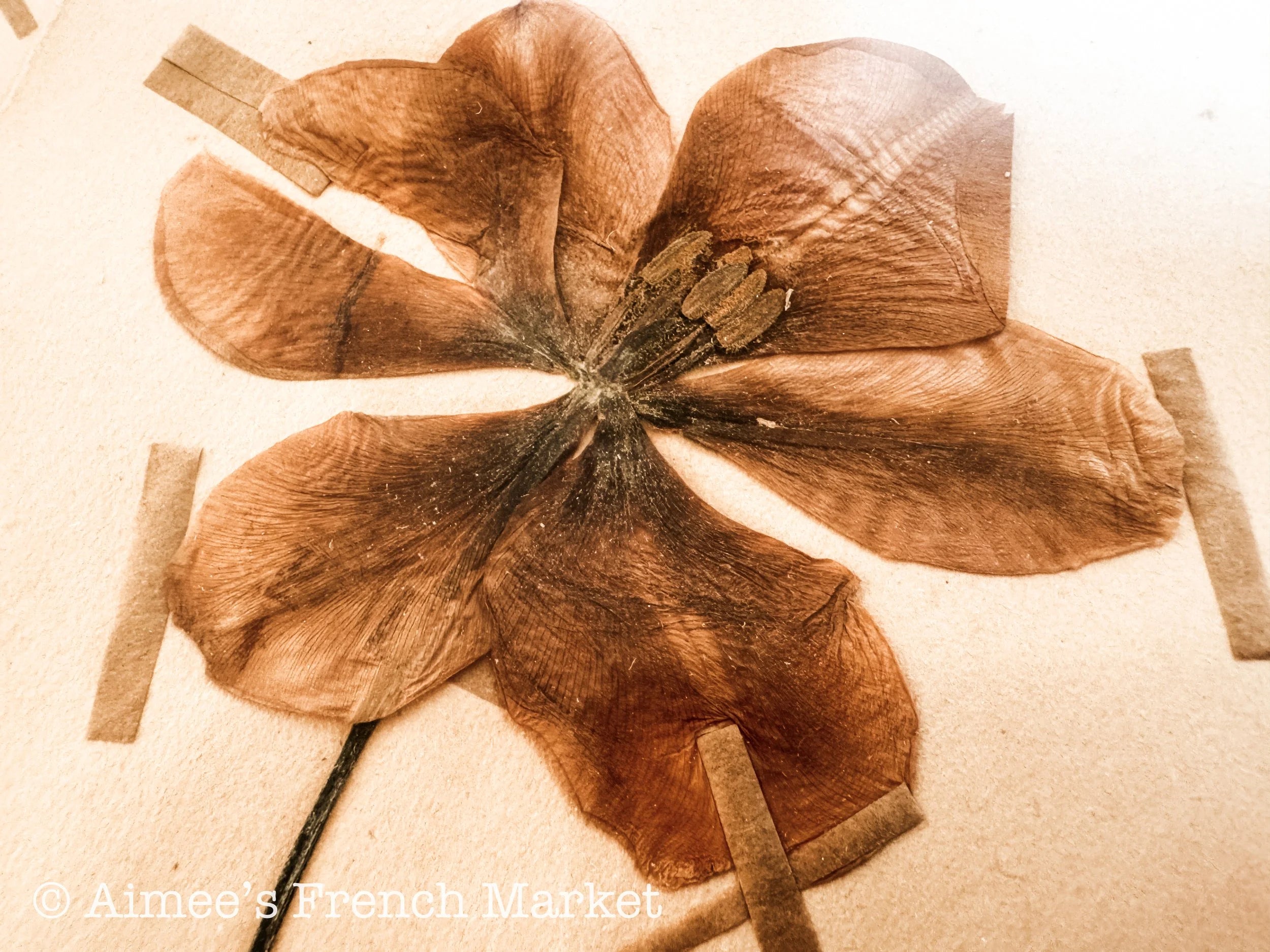 40% off - French Vintage Botanical No. 1
