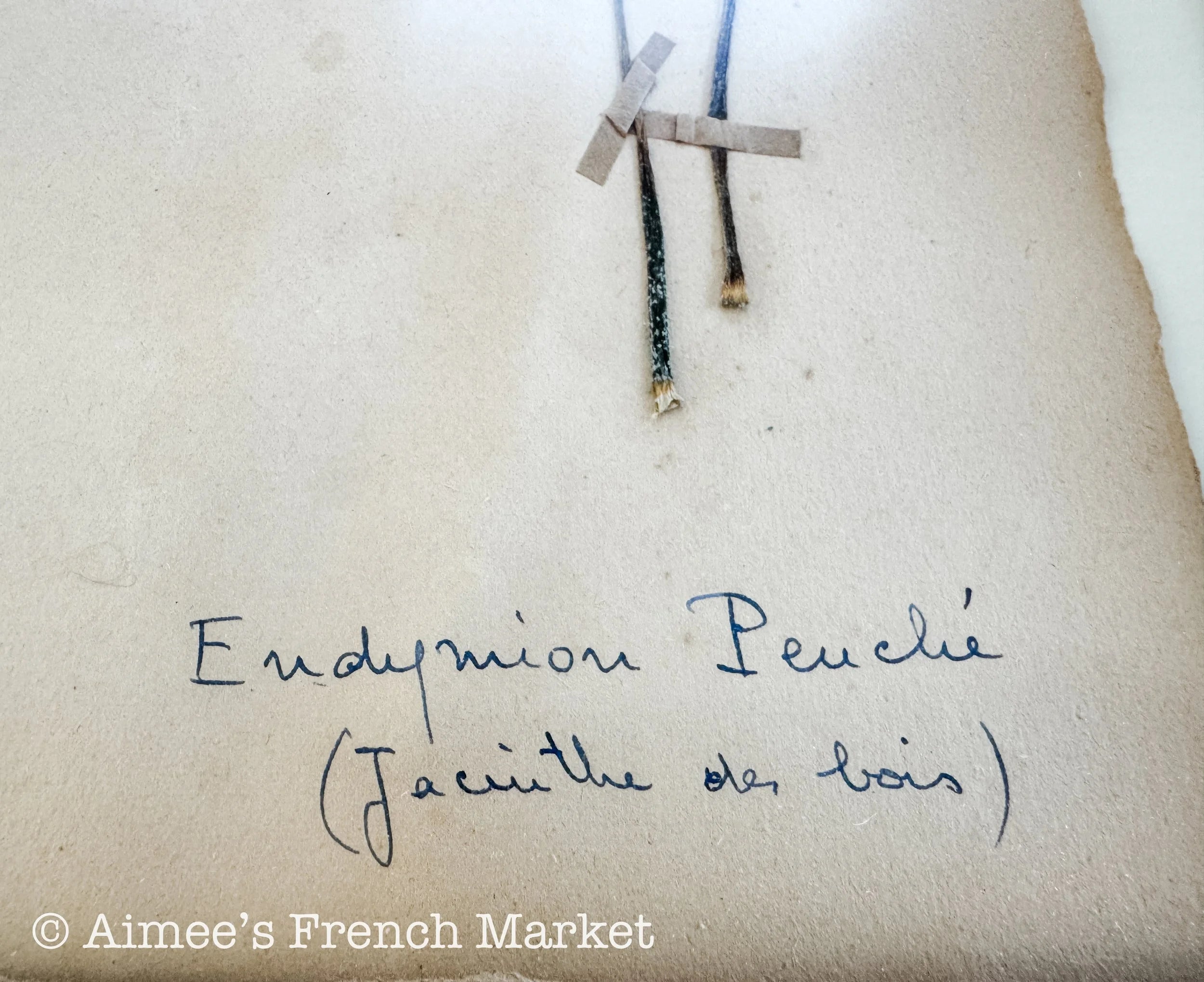 40% off - French Vintage Botanical No. 1