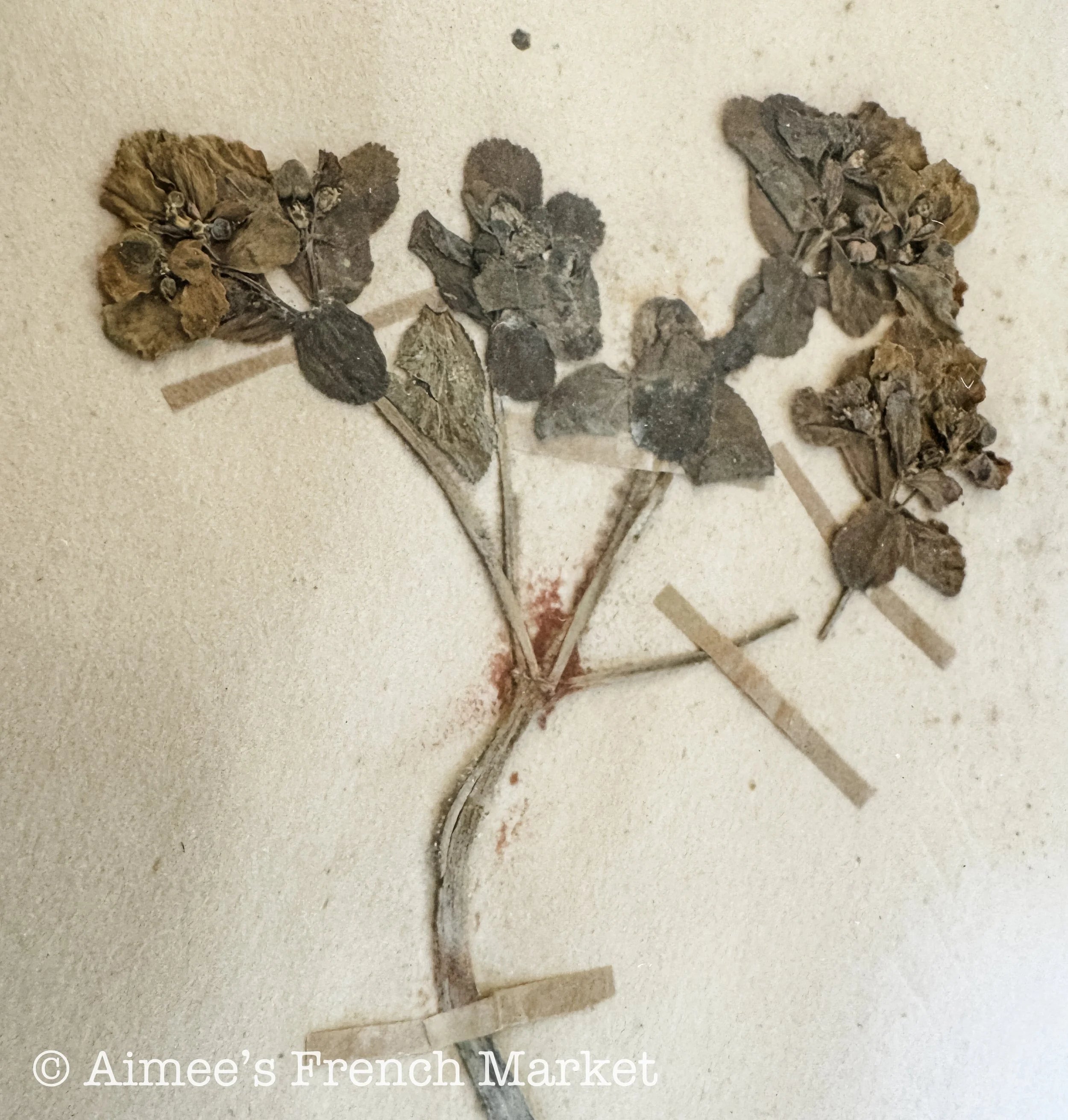 40% off - French Vintage Botanical No. 3