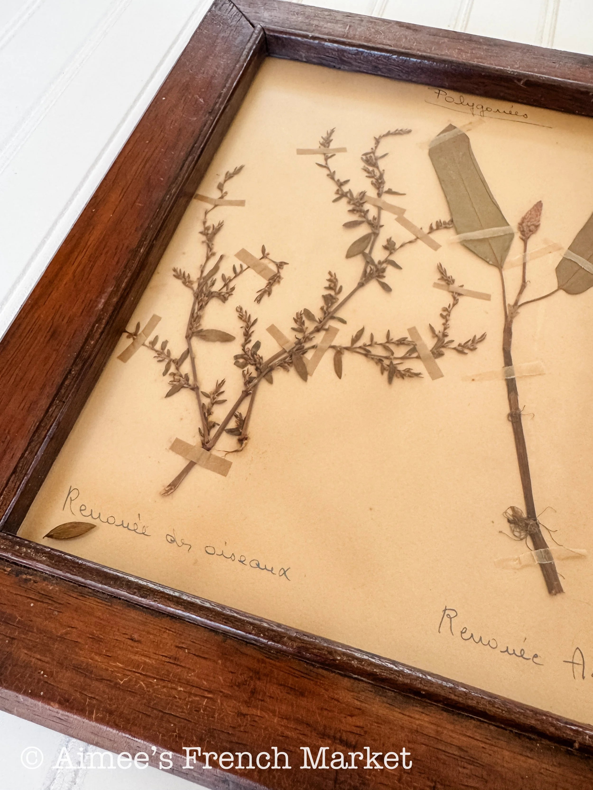 20% off - French Vintage Botanical with Antique Frame - No. 7