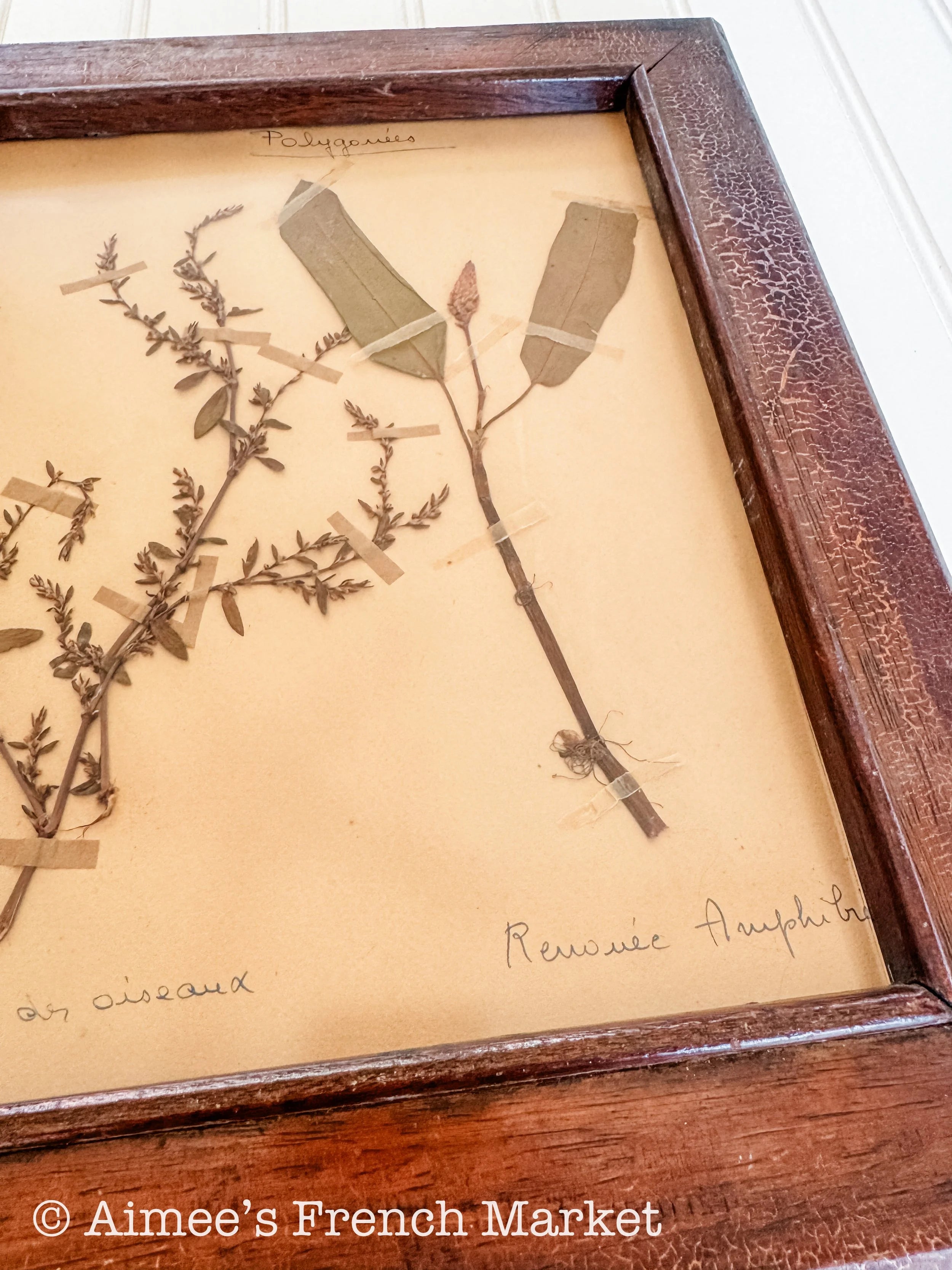 20% off - French Vintage Botanical with Antique Frame - No. 7